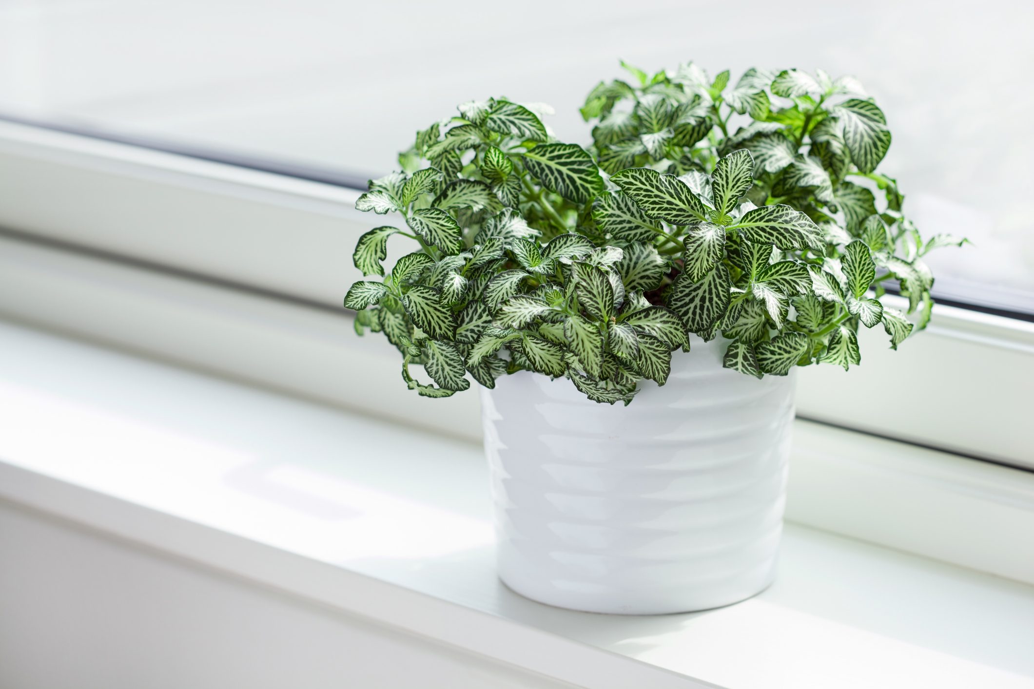 houseplant fittonia albivenis in white flowerpot