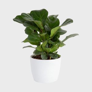 Ficus Lyrata (bambino Or Dwarf)