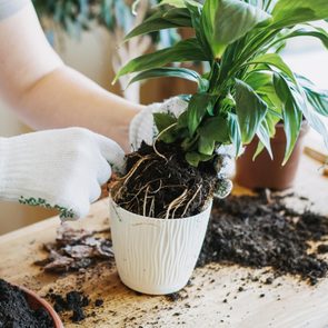 putting a plant into a pot and repotting a house plant on a wooden table