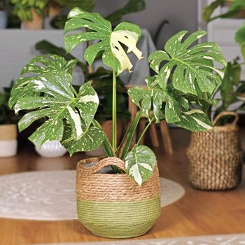 Large variegated tropical 'Monstera Deliciosa Thai Constellation' house plant with beautiful white sprinkled leaves in basket flower pot in living room