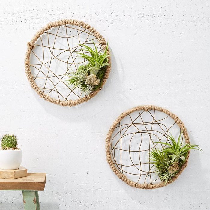 Air Plants Catcher Ecomm Via Plants.com