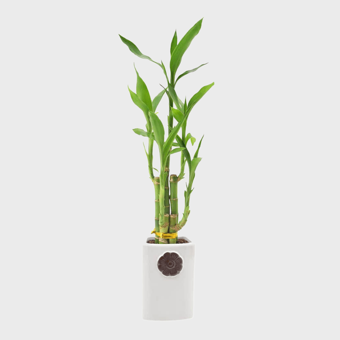 Arcadia Garden Products Indoor Plants Lv27 64 1000