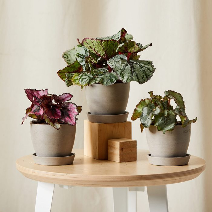 Begonia Collection Ecomm Via Bloomscape.com