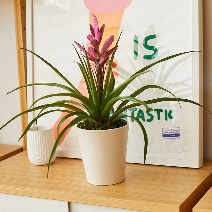 Bromeliad Antonio Pink Ecomm Via Thesill.com