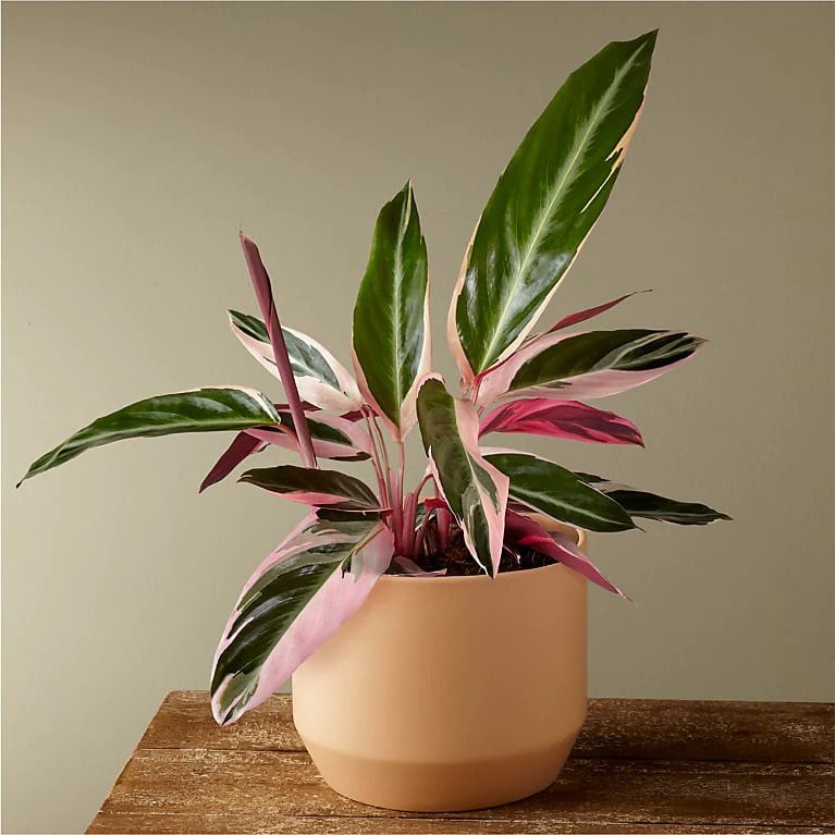 Calathea Triostar Ecomm Via Proflowers.com