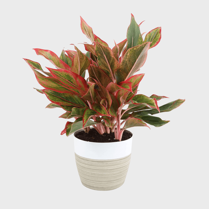 Costa Farms Aglaonema Live Indoor Plant Ecomm Via Amazon.com