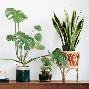 Monstera And Snake Plant on a living room shelf