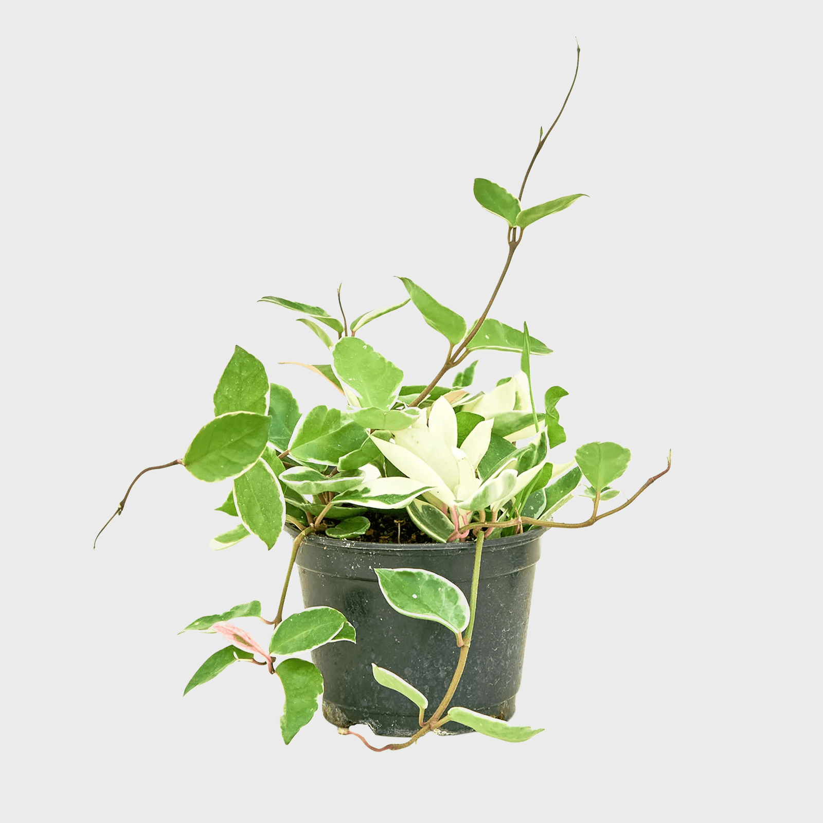 Hoya Carnosa Variegated Ecomm Via Heyrooted.com