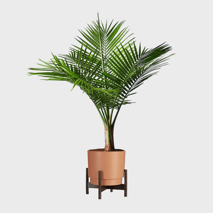 Majesty Palm Floor Plant Ecomm Via Plants.com
