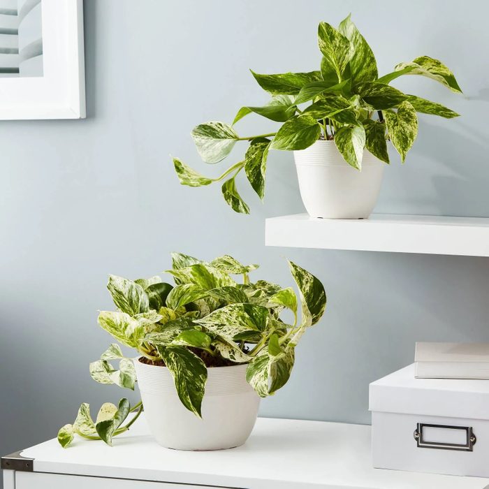 Marble Queen Pothos Ecomm Via Plants.com