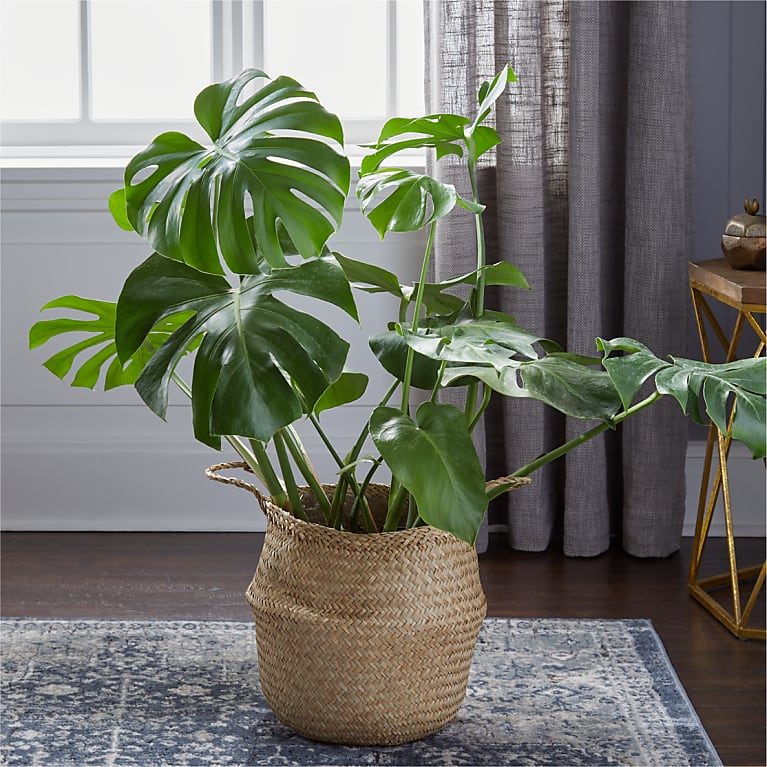 Monstera In Basket Ecomm Via Proflowers.com