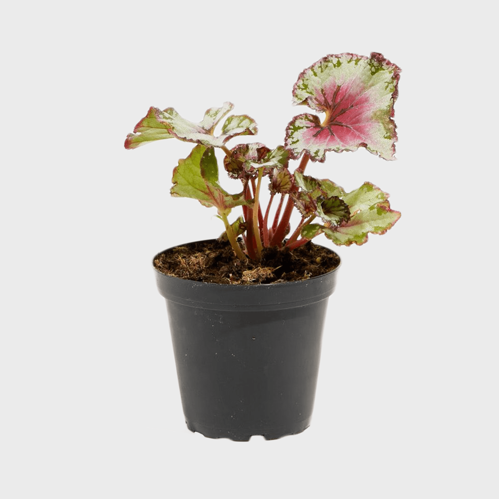 Rex Begonia Jurassic Jr Berry Swirl Ecomm Via Walmart.com