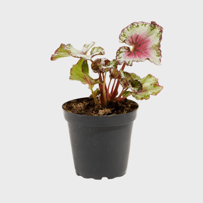 Rex Begonia Jurassic Jr Berry Swirl Ecomm Via Walmart.com