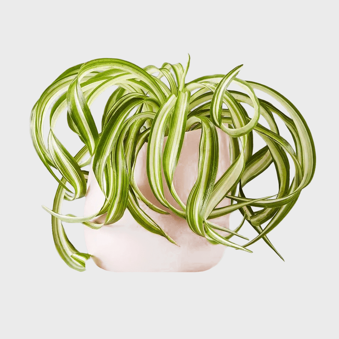 Spider Plant Ecomm Via Plants.com