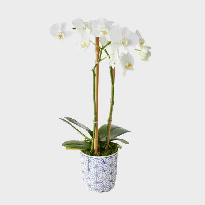 The Murano Orchid Ecomm Via Urbanstems.com