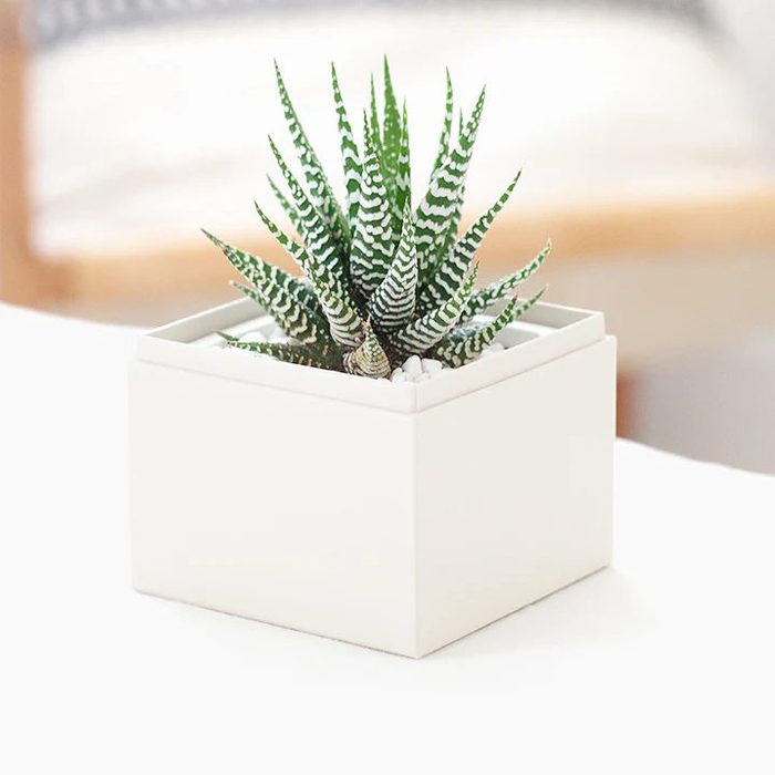 Zebra Lifestyle Ecomm Via Lulasgarden.com