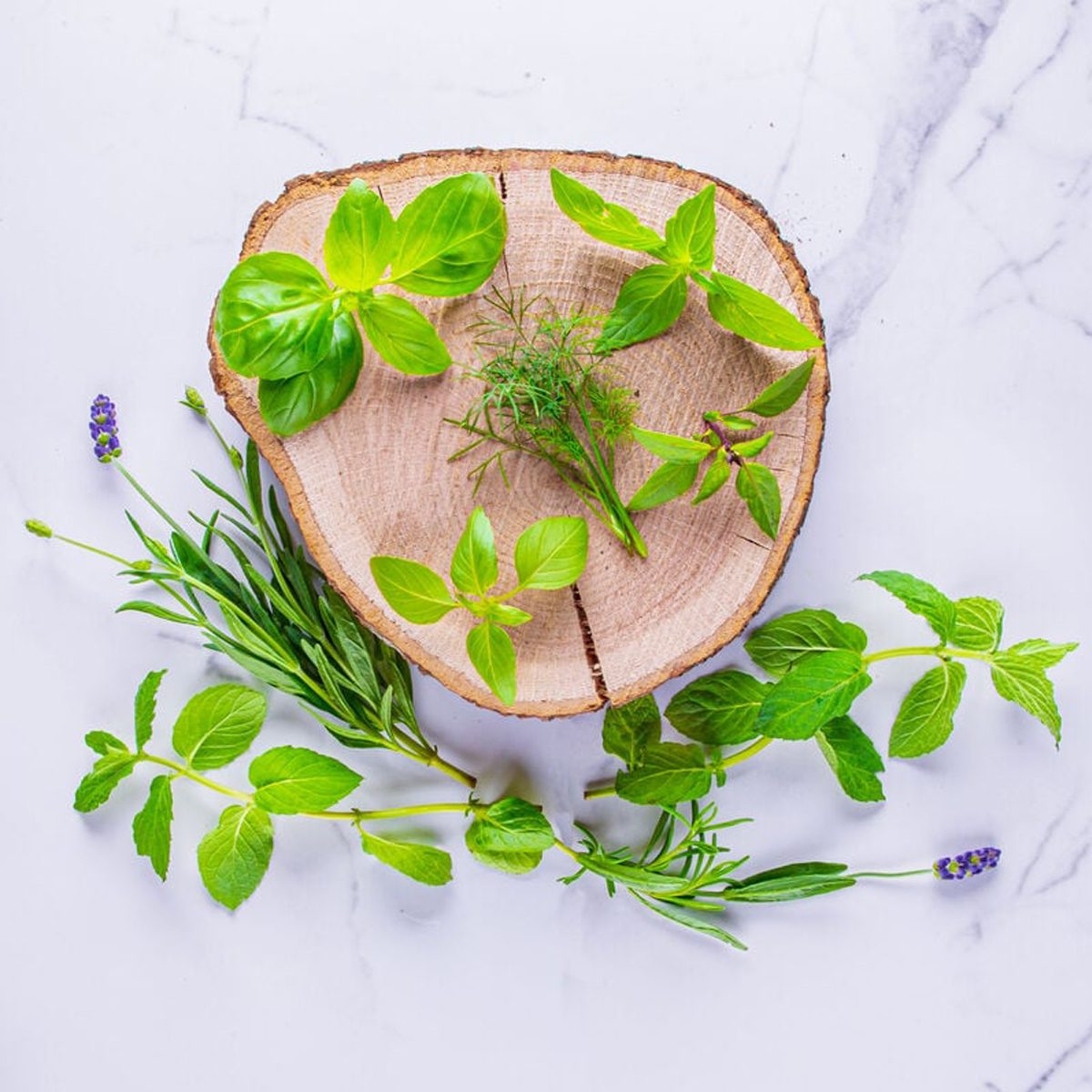 Cocktail & Mocktail Herb Blend Ecomm Aerogarden.com