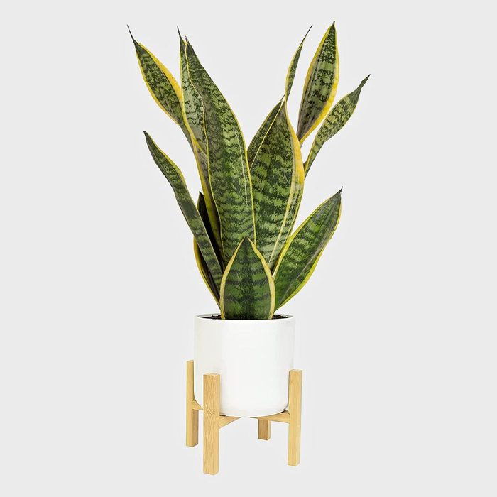 Costa Farms Snake Plant