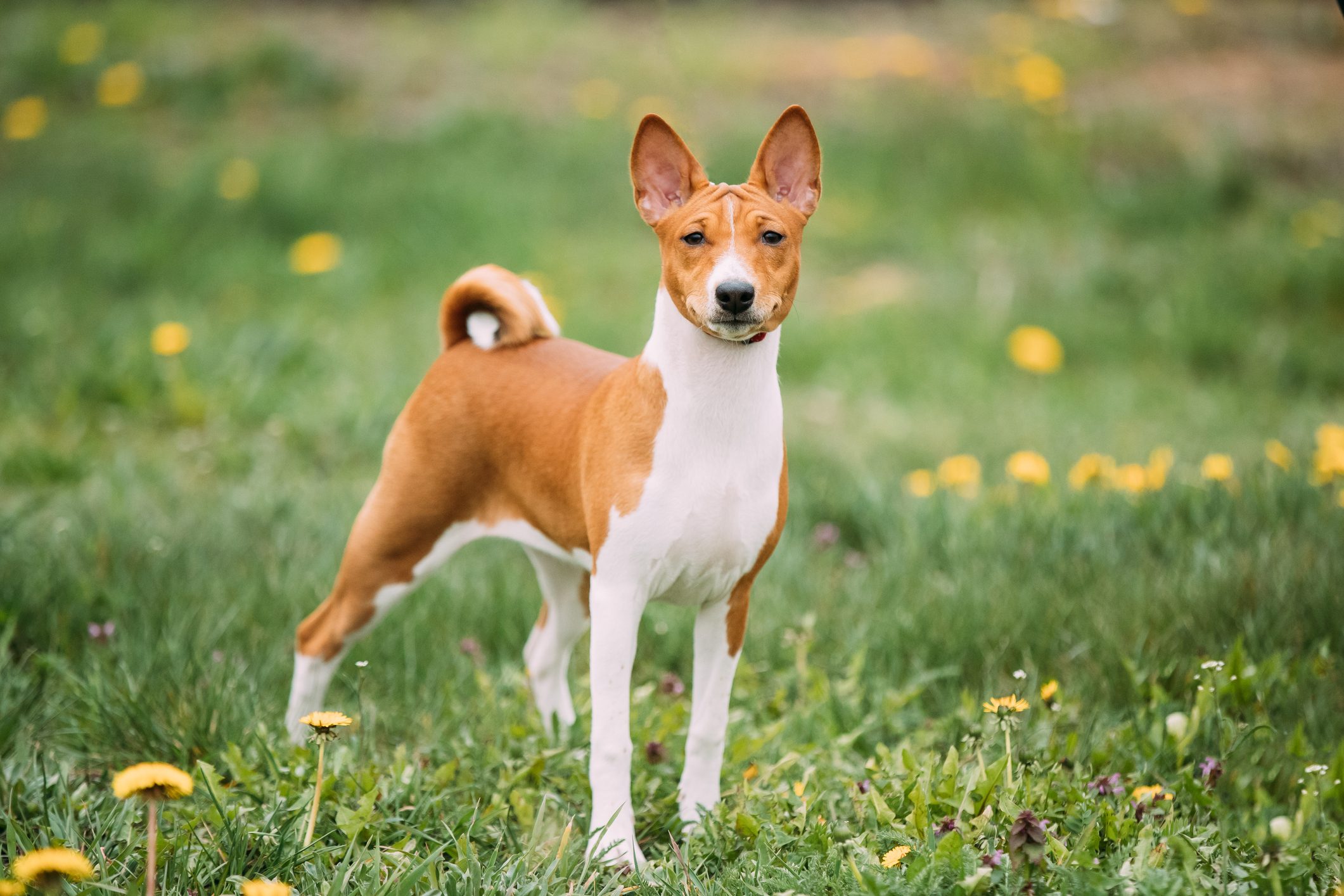 Basenji Kongo Terrier Dog. The Basenji Is A Breed Of Hunting Dog. It Was Bred From Stock That Originated In Central Africa