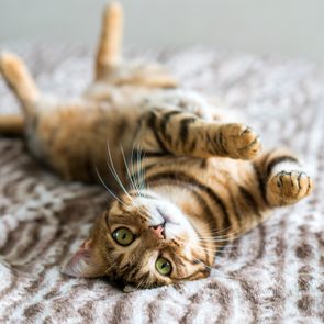 Cute bengal funny cat playing