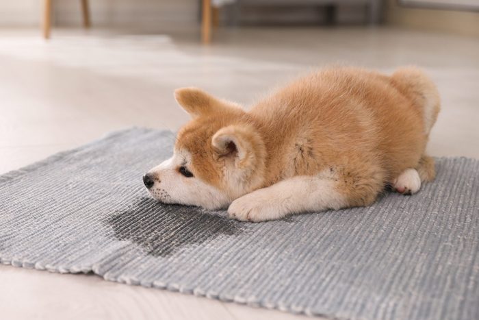 Adorable akita inu puppy near puddle on rug at home