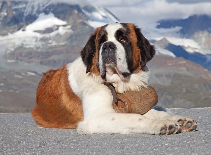 Big St. Bernard laying on the ground