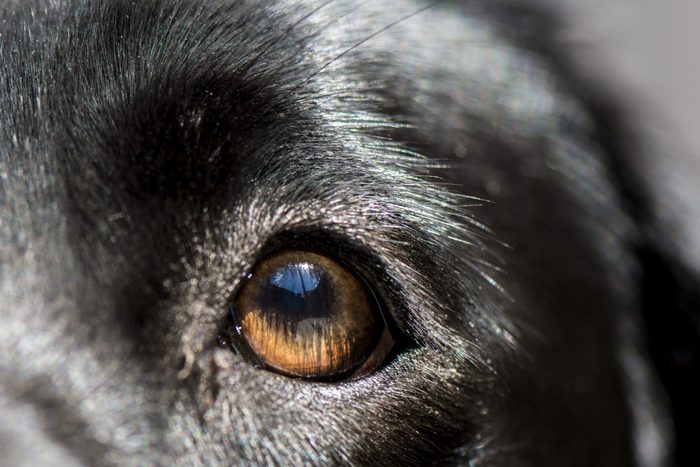 Blue sky reflected in dogs eye
