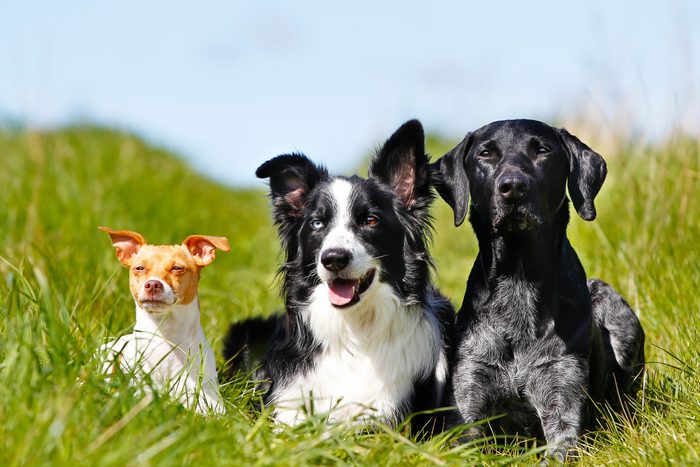 Three Purebred dog outdoors on a sunny summer day.