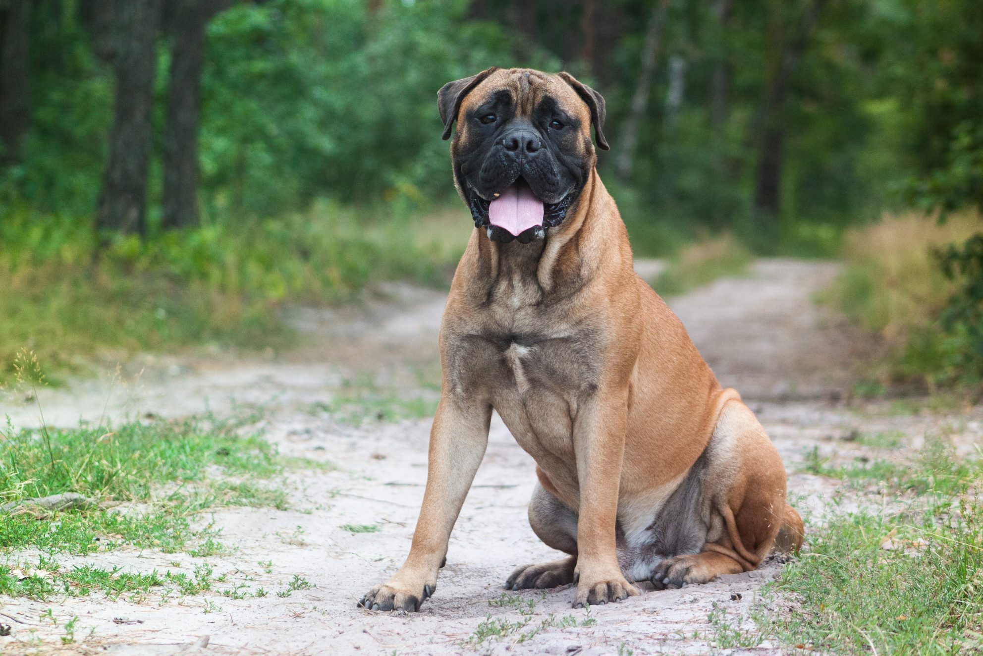 bullmastiff sitting outside