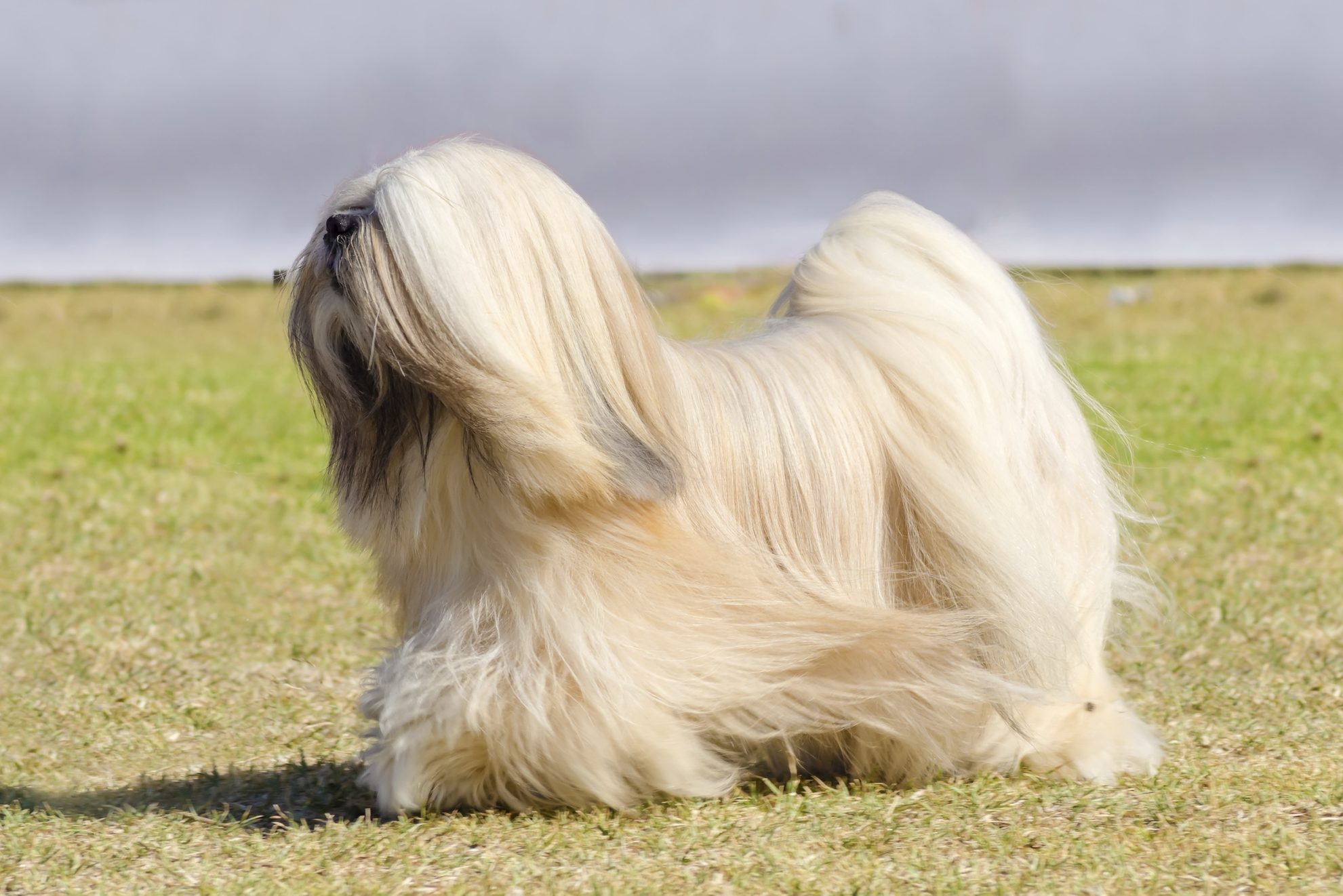 Lhasa Apso