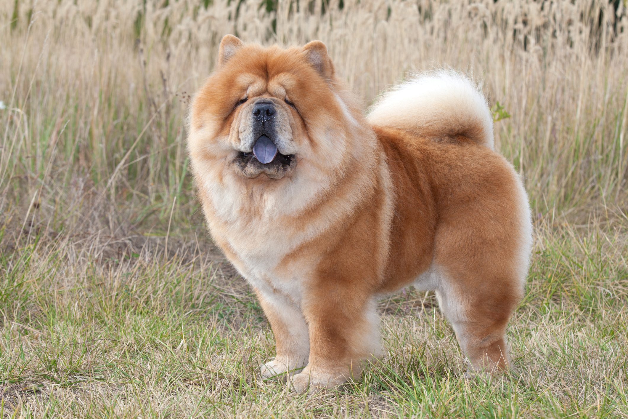 Purebred Dog Chow Chow