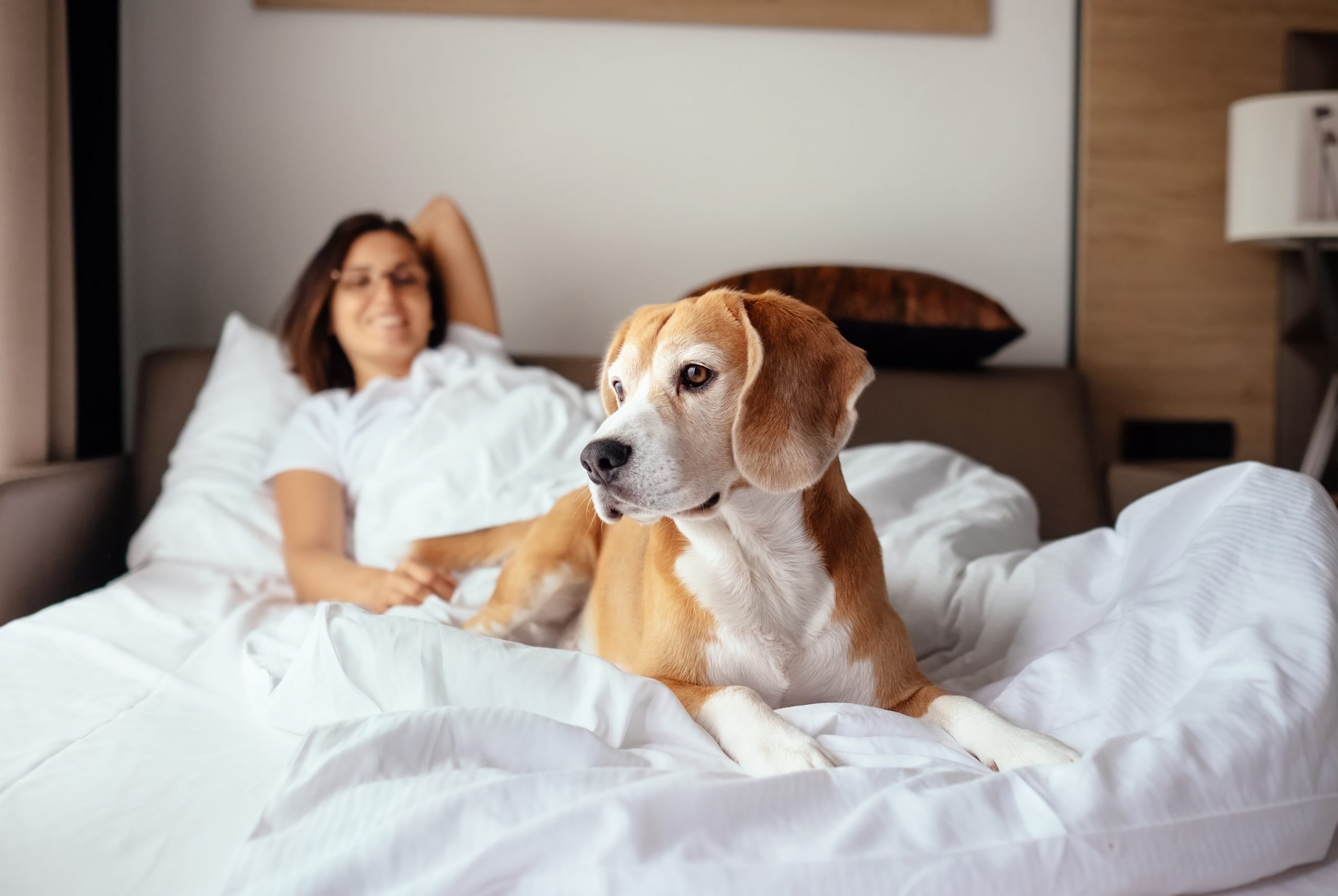 Pet-Friendly Hotels and Motels in America That Will Welcome Your Furry Friends