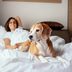 Pet-Friendly Hotels and Motels in America That Will Welcome Your Furry Friends