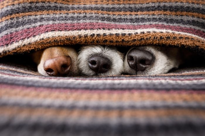 dogs under blanket together