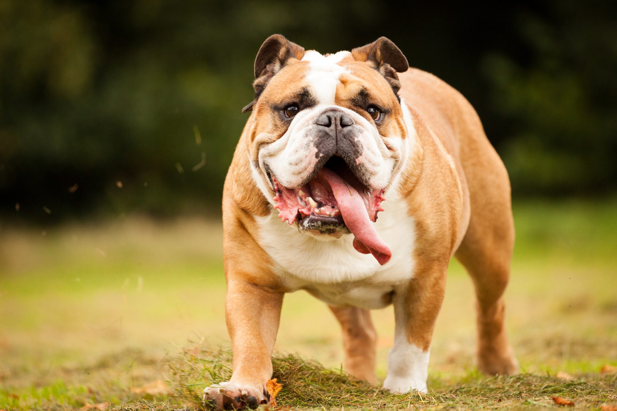 English bulldog