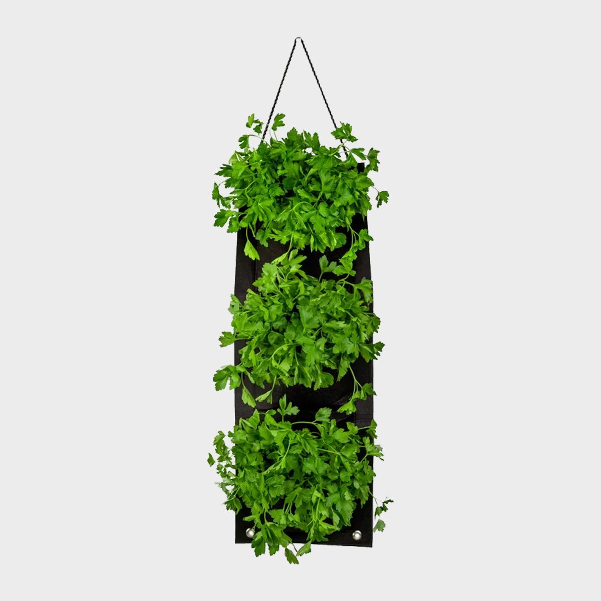 Organic Hanging Parsley Growing Kit Ecomm Wayfair.com