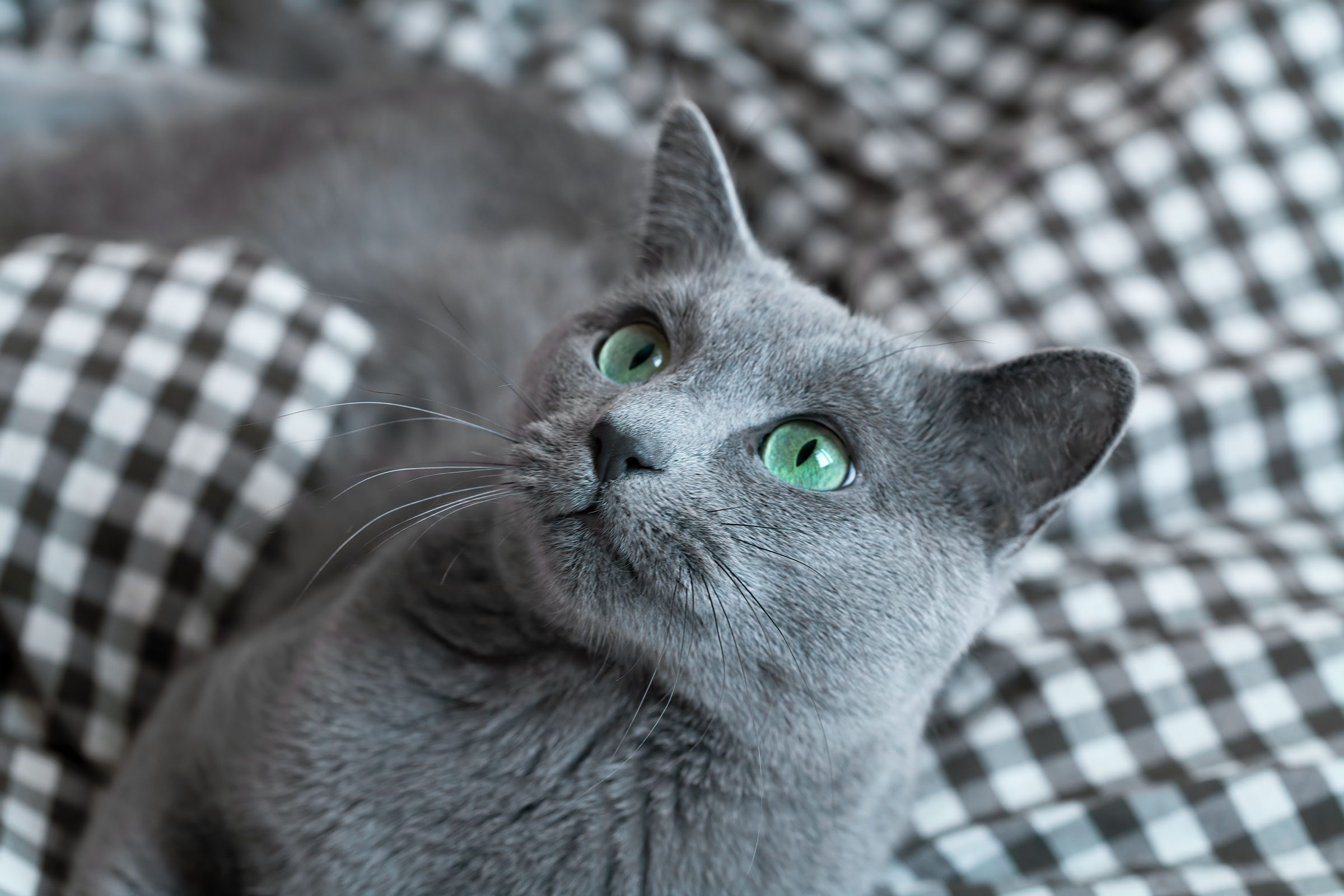 Russian Blue Cat