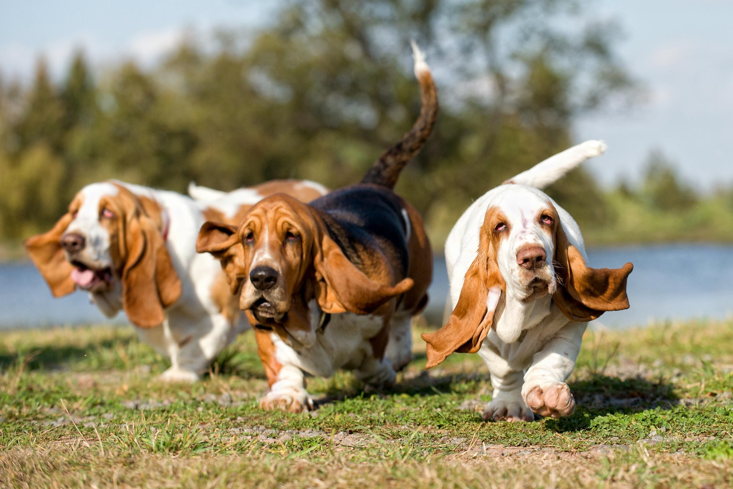 Three Basset hounds on the move