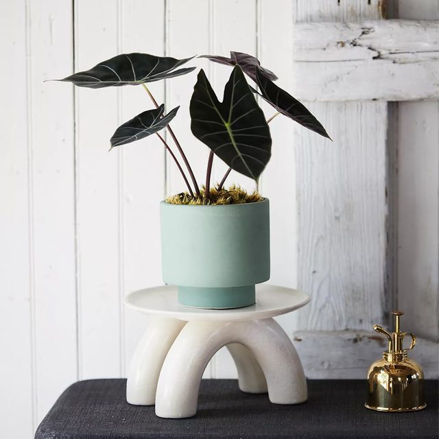 Ceramic Double Footed Riser