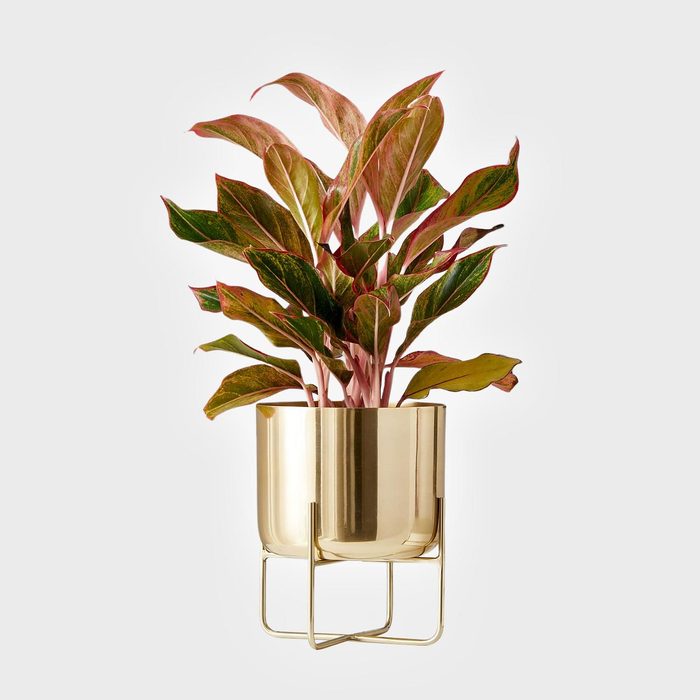 West Elm Aglaonema Pot