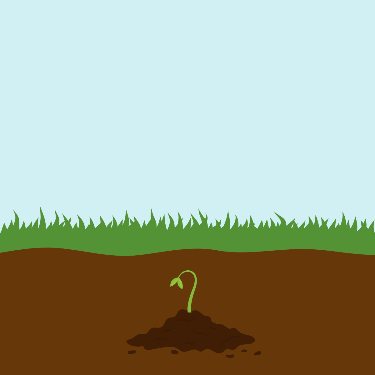 Plant growing after coffee grounds being scattered