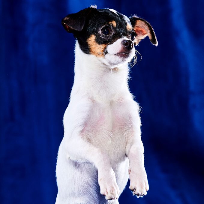 Emma 2023 Puppy Bowl Courtesy Warner Bros. Discovery