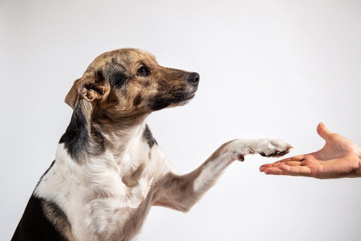 Dog paw and human hand doing a handshake