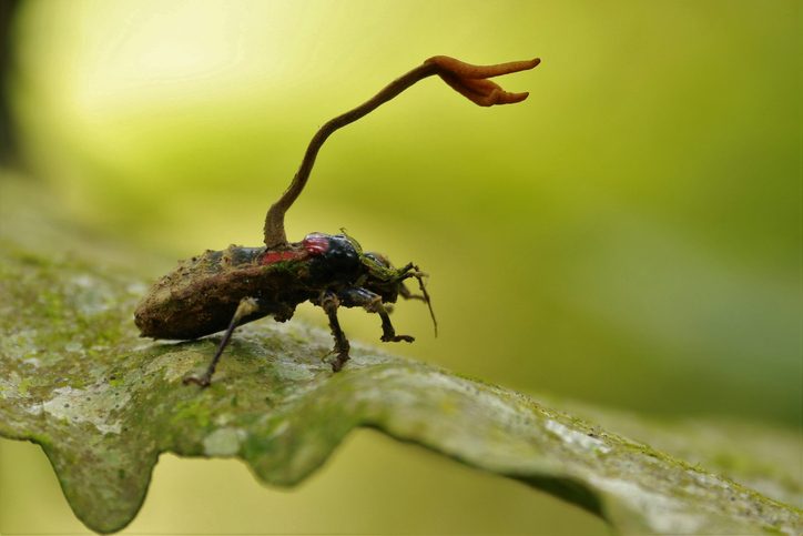 Cordyceps fungus on an insect
