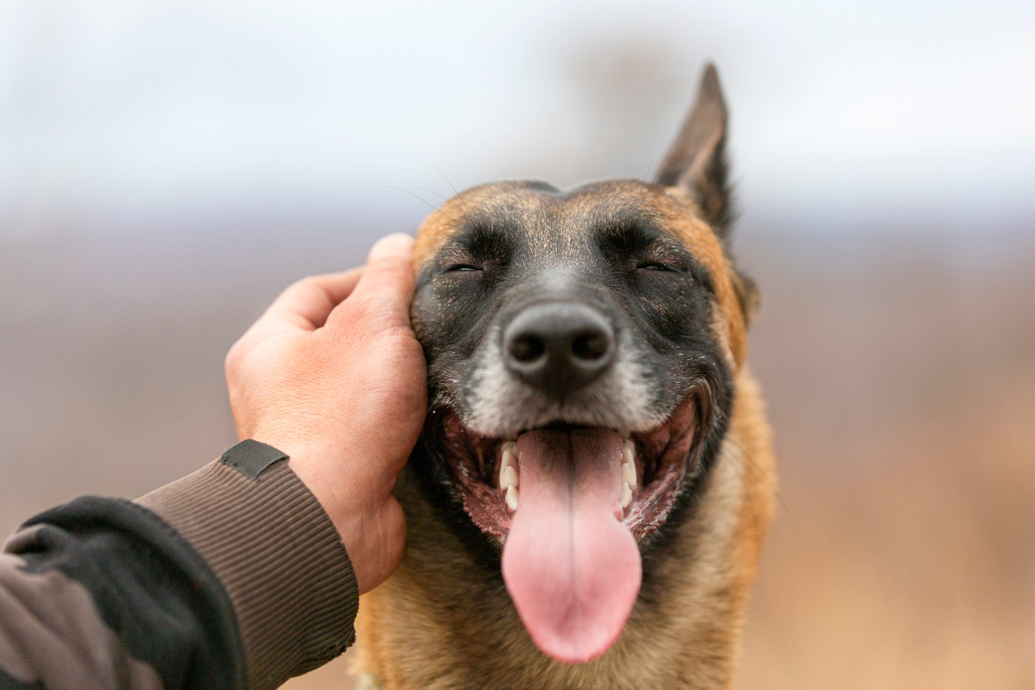 Why Do Dogs Like to Be Petted?