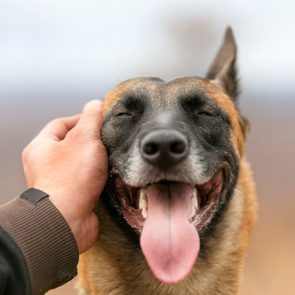 Man's hand is stroking a dog
