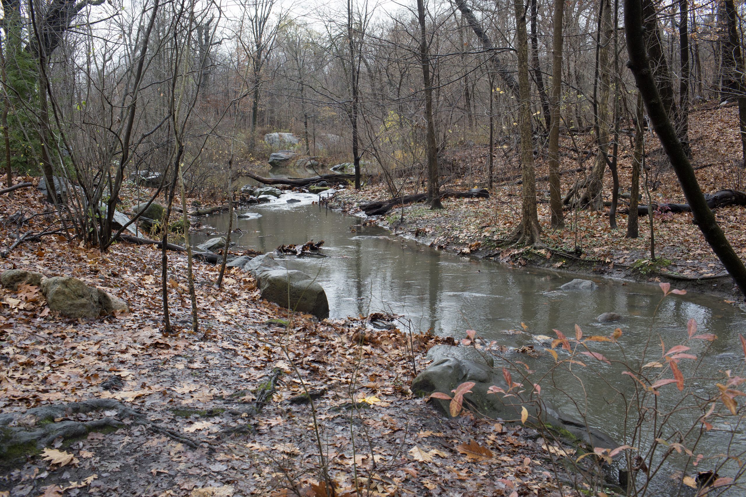 Central Park's North Woods