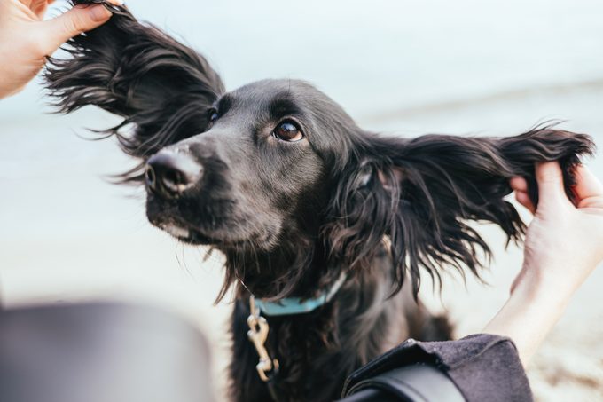 Funny portrait of black spaniel puppy with big ears