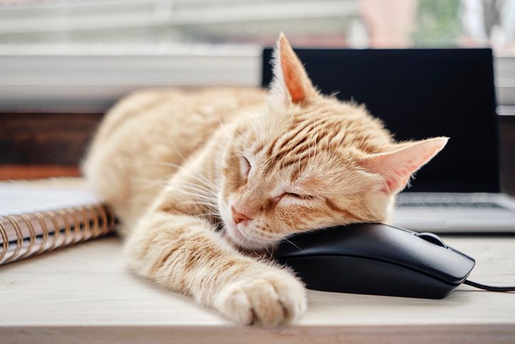 A cat lying next to a laptop