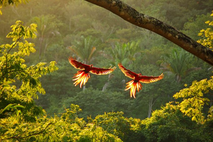 Scarlet macaws in flight